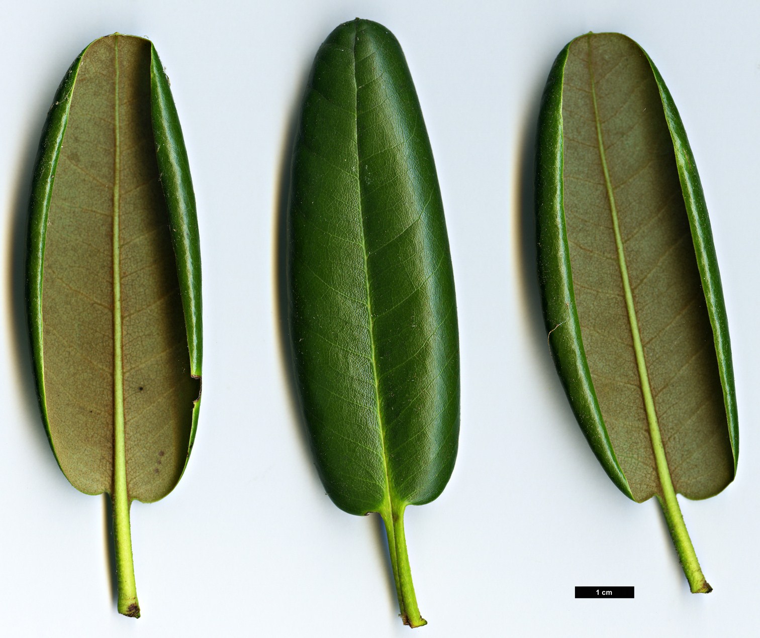 High resolution image: Family: Ericaceae - Genus: Rhododendron - Taxon: brachycarpum - SpeciesSub: subsp. fauriei